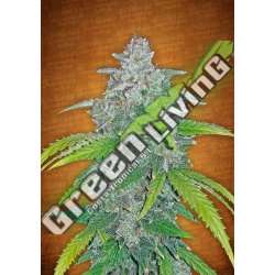 100 UND FEM - BLUE DREAM MATIC FASTBUDS SEEDS FEMINIZADA 100 UND