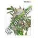 100 UND FEM - WHITE WIDOW DUTCH PASSION 100 UND FEMINIZADAS