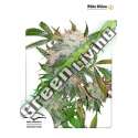 100 UND FEM - WHITE WIDOW DUTCH PASSION 100 UND FEMINIZADAS