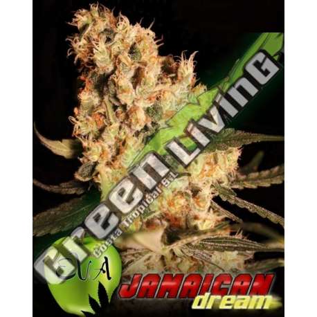 100 UND FEM - JAMAICAN DREAM EVA SEEDS 100 UND FEMINIZADAS