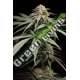 10 UND FEM - SUNRISE SHERBERT HUMBOLDT SEEDS 10 UND FEM FEMINIZADAS