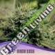 3 UND FEM - HYPER GLUE ANESIA SEEDS 3 FEMINIZADAS