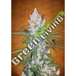 100 UND FEM - GIRL SCOUT COOKIES FASTBUDS SEEDS FEMINIZADA 100 UND