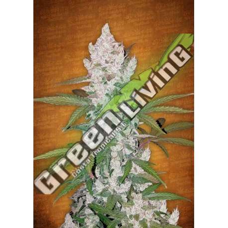 100 UND FEM - GIRL SCOUT COOKIES FASTBUDS SEEDS FEMINIZADA 100 UND