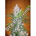 100 UND FEM - GIRL SCOUT COOKIES FASTBUDS SEEDS FEMINIZADA 100 UND