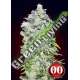 100 UND FEM - AUTO 00 KUSH 00SEEDS 100 UND FEMINIZADAS