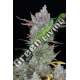 100 UND FEM - GORILLA COOKIES AUTO FASTBUDS SEEDS FEMINIZADA 100 UND