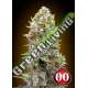 100 UND FEM - AUTO CHEESE BERRY 00SEEDS 100 UND FEMINIZADAS
