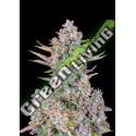 100 UND FEM - PURPLE PUNCH AUTO FASTBUDS SEEDS FEMINIZADA 100 UND