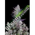 100 UND FEM - WEDDING GLUE AUTO FASTBUDS SEEDS FEMINIZADA 100 UND