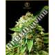 100 UND FEM - OG KUSH ANACONDA SEEDS FEMINIZADA 100 UND