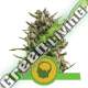100 UND FEM - AMNESIA HAZE AUTOMATIC ROYAL QUEEN 100 UND FEMINIZADAS