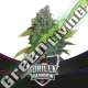 4 UND FEM - GORILLA RAINBOWS - DRAFT LINE BSF SEEDS 4 UND FEMINIZADAS