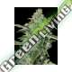 6 UND FEM - TNT KUSH CBD EVA SEEDS 6 UND FEMINIZADAS