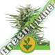 100 UND FEM - EASY BUD AUTO ROYAL QUEEN 100 UND FEMINIZADAS
