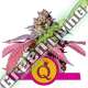 100 UND FEM - PURPLE QUEEN USA PREMIUM ROYAL QUEEN 100 UND FEMINIZADAS