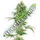 5 UND FEM - NICOLE HINDU KUSH SENSI WHITE LABEL 5 UND FEMINIZADAS