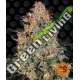 5 UND FEM - BUBBA KUSH BARNEY'S 5 UND FEMINIZADAS