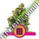 100 UND FEM - SOUR DIESEL ROYAL QUEEN 100 UND FEMINIZADAS