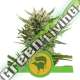100 UND FEM - SWEET SKUNK AUTOMATIC ROYAL QUEEN 100 UND FEMINIZADAS