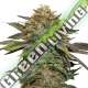 100 UND FEM - FRUIT CAKE AUTO SEEDSTOCKERS 100 UND FEMINIZADAS