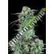 3 UND FEM - STRAWBERRY BANANA AUTO FASTBUDS SEEDS FEMINIZADA 3 UND