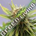 5x100 UND FEM - GSC KANNABIA SEEDS 500 UND FEMINIZADAS