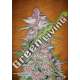 100 UND FEM - BLACKBERRY FASTBUDS SEEDS FEMINIZADA 100 UND