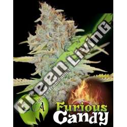 500 UND FEM - FURIOUS CANDY EVA SEEDS 500 UND FEMINIZADAS