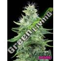 500 UND FEM - GORILLA CANDY EVA SEEDS 500 UND FEMINIZADAS