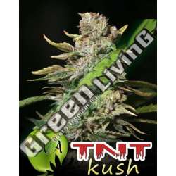 500 UND FEM - TNT KUSH EVA SEEDS 500 UND FEMINIZADAS