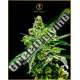 100 UND FEM - WHITE WIDOW ANACONDA SEEDS FEMINIZADA 100 UND