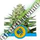 5 UND FEM - TATANKA PURE CBD ROYAL QUEEN 5 UND FEMINIZADA