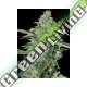 1000 UND FEM - TNT KUSH CBD EVA SEEDS 1000 UND FEMINIZADAS