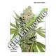 100 UND FEM - AUTO LEMON ZKITTLE DUTCH PASSION FEMINIZADA 100 UND