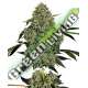 5 UND FEM - O.G KUSH AUTOMATICA SENSI WHITE LABEL 5 UND FEMINIZADAS