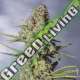 5 UND FEM - 9 MILIMETROS EXCLUSIVE SEEDS 5 UND FEM