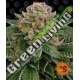 5 UND FEM - SKYWALKER OG AUTO BARNEY'S 5 UND FEMINIZADAS