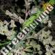 5 UND FEM - DR.GRINSPOON BARNEYS 5 UND FEMINIZADAS