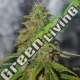5 UND FEM - DOUBLE BLACK G13 LABS SEEDS 5 FEMINIZADAS