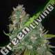 5 UND FEM - OG13 G13 LABS SEEDS 5 FEMINIZADAS