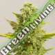 5 UND FEM - ROYAL KUSH G13 LABS SEEDS 5 FEMINIZADAS