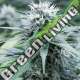 5 UND FEM - SWEET AMNESIA G13 LABS SEEDS 5 FEMINIZADAS