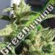 5 UND FEM - AUTO MOZAR EXCLUSIVE SEEDS 5 UND FEM