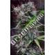 10 UND REG - ETIOPE X MALAWI ACE SEEDS 10 UND REGULARES