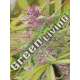 10 UND REG - PURPLE SATELLITE STANDARD ACE SEEDS 10 UND REGULARES