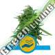 5 UND FEM - SOLOMATIC CBD ROYAL QUEEN 5 UND FEMINIZADAS