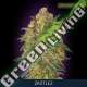 10 UND FEM - ZKITTLEZ ADVANCED SEEDS 10 UND FEM
