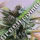 5 UND FEM - LA PERLA NEGRA EXCLUSIVE SEEDS 5 UND FEM