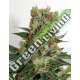 12 UND REG - FUEL OG RIPPER SEEDS 12 UND REGULARES